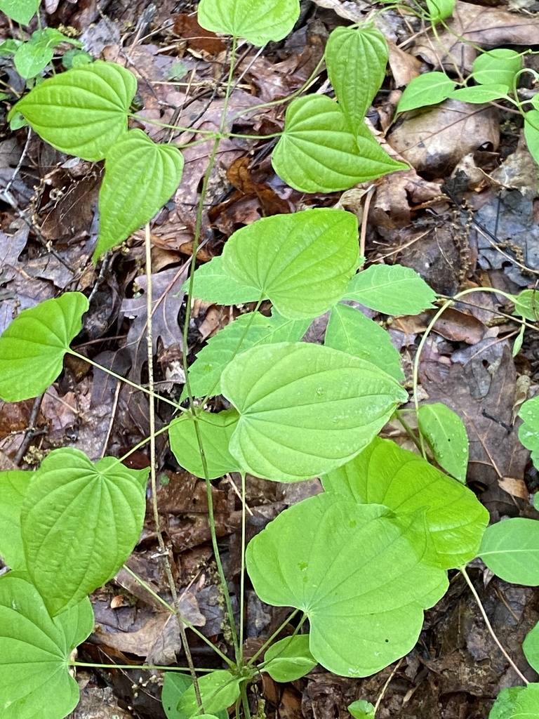 wild yam from Louisville, KY, USA on April 28, 2023 at 1058 AM by