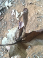 Callirhytis perfoveata