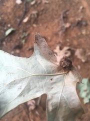 Callirhytis perfoveata