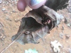 Callirhytis perfoveata