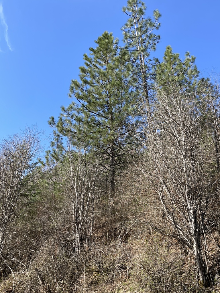 Ponderosa Pine From E Rockcrest Ln, Spokane, Wa, Us On April 28, 2023 