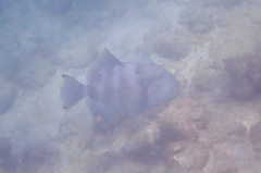 Pseudobalistes naufragium