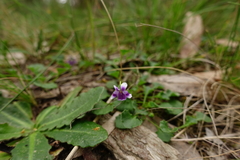 Viola eminens