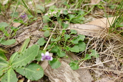 Viola eminens