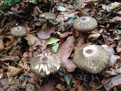 Chlorophyllum olivieri
