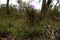 Patersonia occidentalis occidentalis