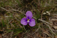 Patersonia occidentalis occidentalis