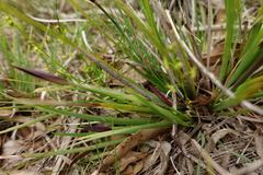 Patersonia occidentalis occidentalis
