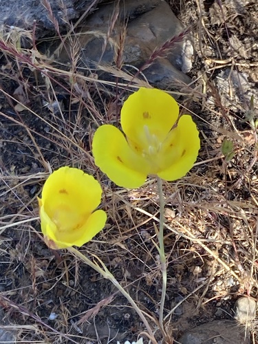 iNaturalist observation photo of Yellow Mariposa Lily