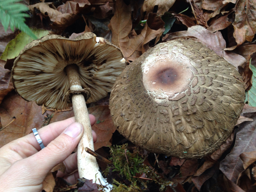 Olive Shaggy Parasol