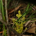 Lomandra filiformis filiformis - Photo (c) Wayne Martin,  זכויות יוצרים חלקיות (CC BY-NC)