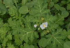 Solanum campechiense