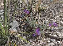 Astragalus missouriensis