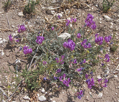 Astragalus missouriensis