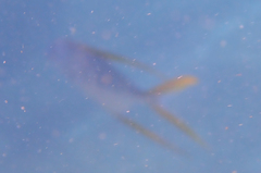 Trachinotus rhodopus