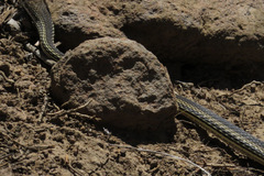 Masticophis taeniatus taeniatus