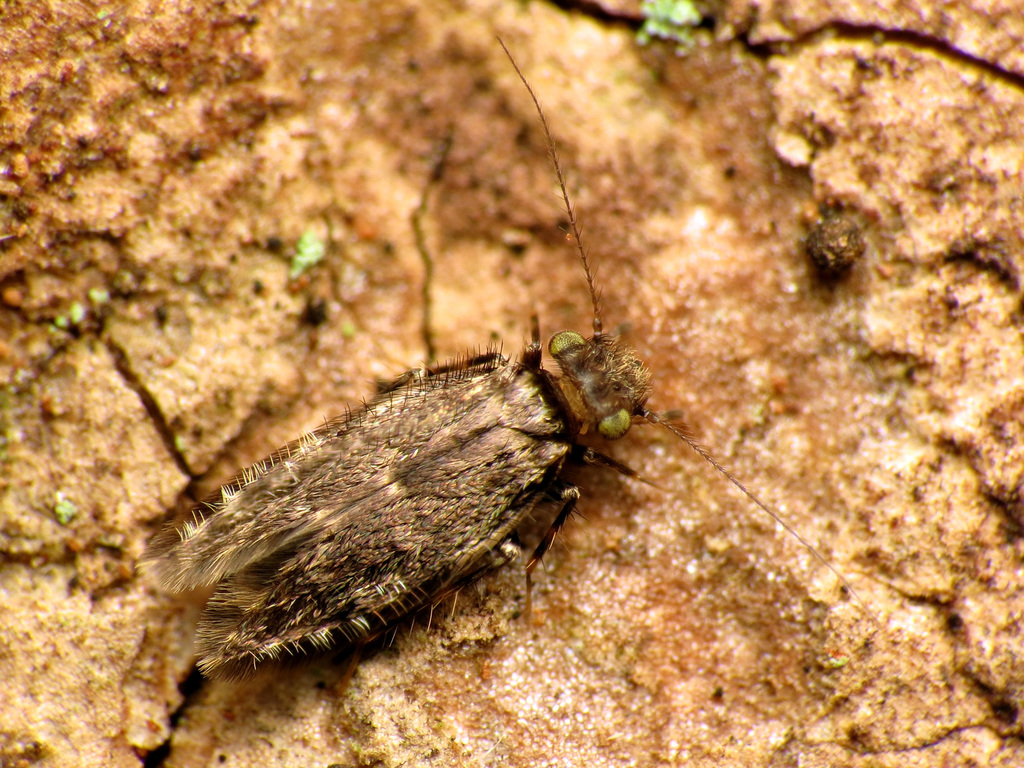 Echmepteryx hageni