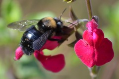 Xylocopa tabaniformis orpifex