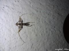 Compsibidion vanum