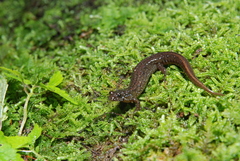 Desmognathus santeetlah