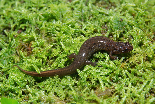 Santeetlah Dusky Salamander (Salamanders of Blount County Tennessee ...