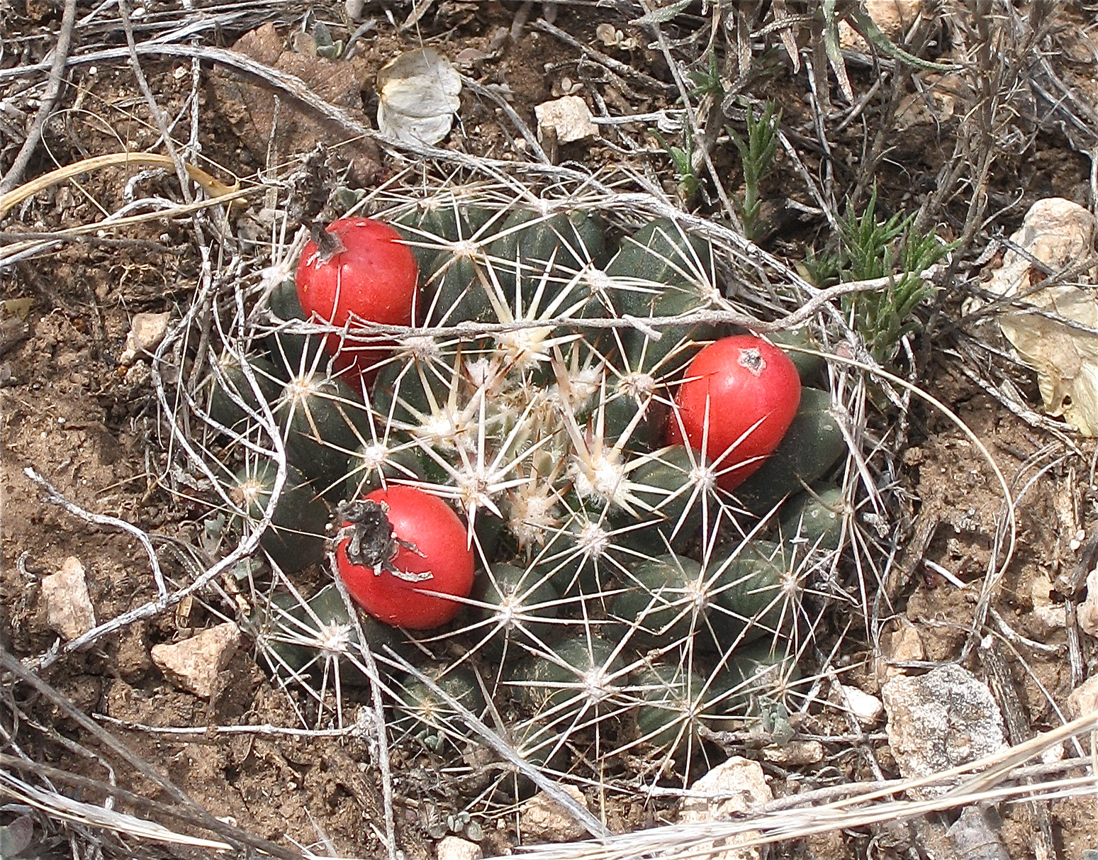 Escobaria missouriensis ssp. missouriensis