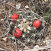 Missouri Foxtail Cactus - Photo (c) ellen hildebrandt, some rights reserved (CC BY-NC), uploaded by ellen hildebrandt