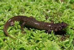 Desmognathus santeetlah