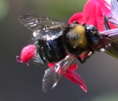 Xylocopa tabaniformis orpifex