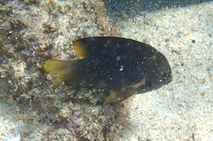 Stegastes flavilatus