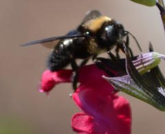 Xylocopa tabaniformis orpifex