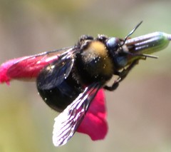 Xylocopa tabaniformis orpifex