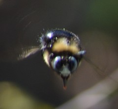 Xylocopa tabaniformis orpifex