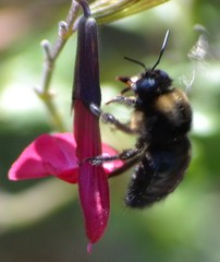 Xylocopa tabaniformis orpifex
