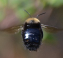 Xylocopa tabaniformis orpifex