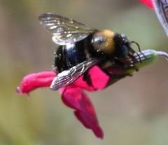 Xylocopa tabaniformis orpifex