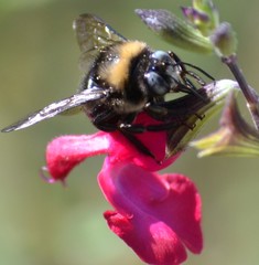 Xylocopa tabaniformis orpifex
