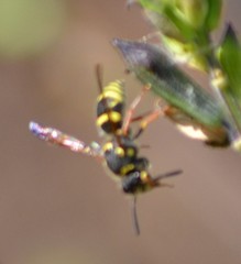 Ancistrocerus bustamente