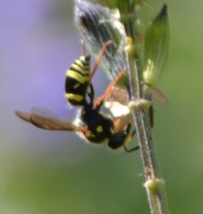 Ancistrocerus bustamente