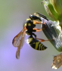 Ancistrocerus bustamente
