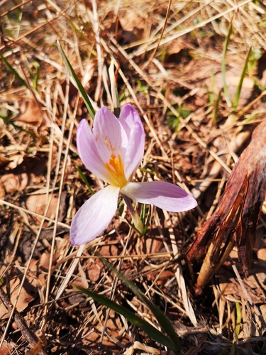 Image of Crocus dalmaticus by (c) Anastasia Titovets, some rights reserved (CC BY)