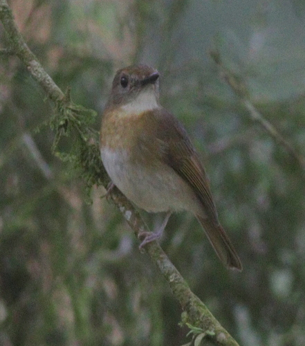 Fulvous-chested Jungle Flycatcher (Cyornis olivaceus), photo 8