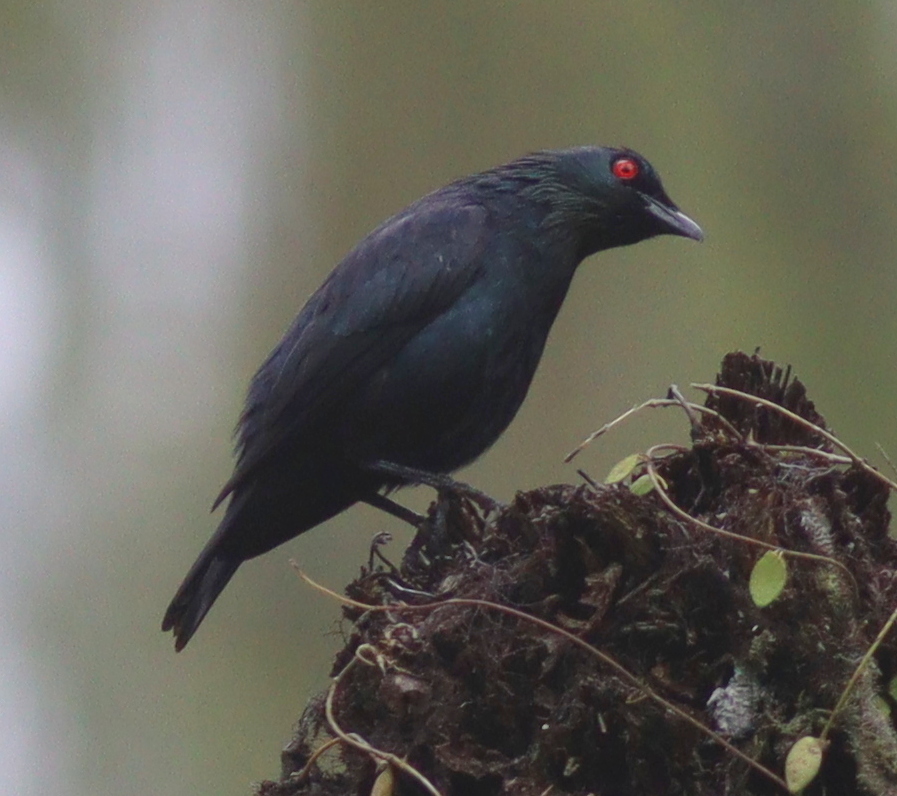Short-tailed Starling photo