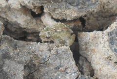 Pseudopaludicola pusilla