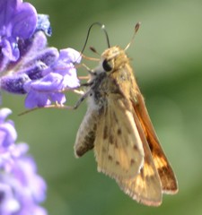 Hylephila phyleus