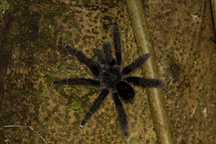 Avicularia