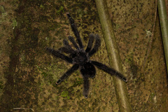 Avicularia
