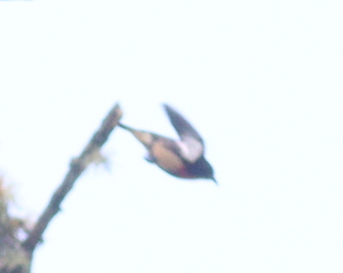 Javan Flowerpecker (Dicaeum sanguinolentum), photo 6