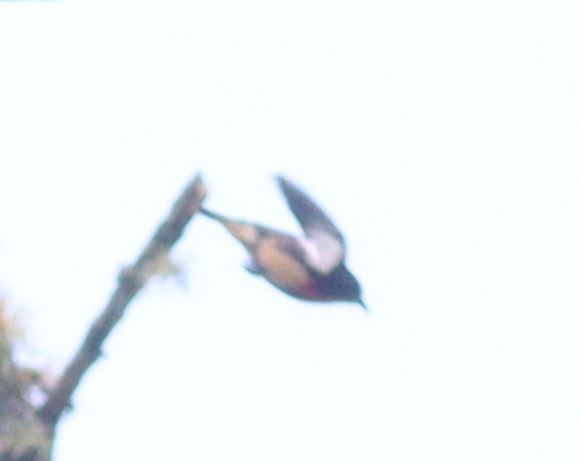 Javan Flowerpecker