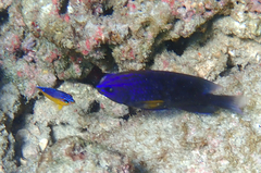 Stegastes rectifraenum